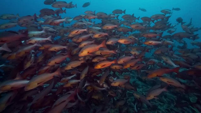 Huge school of red snapper fish spawning aggregation swim underwater  in tropical water