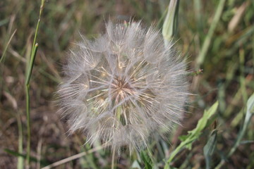 Flowering dandelion near the wheat field