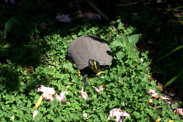 american marsh turtle,reptil,green,grass,marshy,trachemys scripta