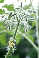 Growing plant and blooming in the home garden.