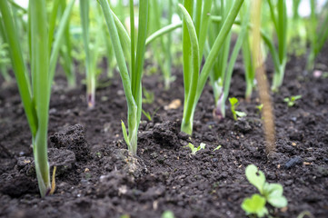 Bed with a young and fresh green onions, rural, overcast summer day.