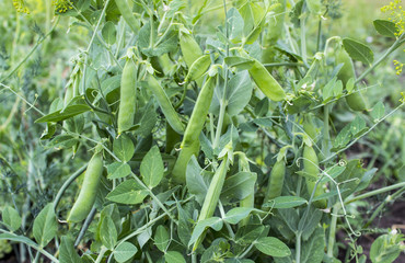 Dill and green peas