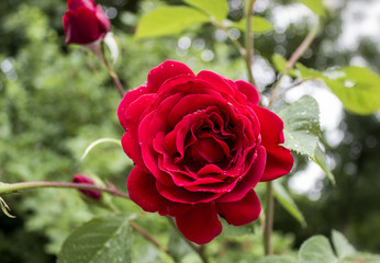 rose after the rain.