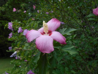 Pink Flower 3