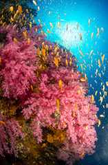 Fototapeta na wymiar Coral Reef 3