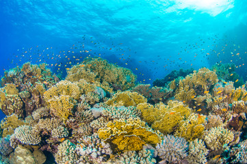 Naklejka na ściany i meble Coral Reef 2