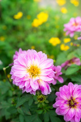 Pink chrysanthemum flower in garden.