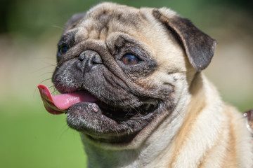 Small dog close up portrait - Frenchie - French Bulldog with tongue exposed on green background