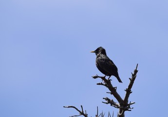 European Starling sitting on top of a tree branch, blue sky  in the background, side view