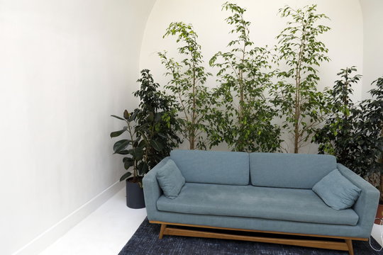 Canapé bleu et plantes vertes sur mur blanc.