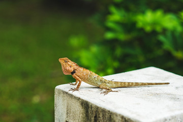 Cute lizard taking sun on the stone.