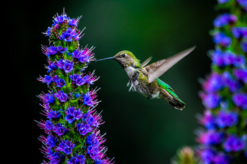 Hummingbird