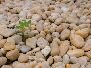 Green plant growing up on white and brown rock