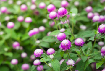 Fototapeta premium Globe Amaranth flowers in garden.
