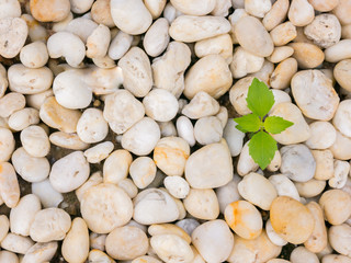 Green plant growing up on white and brown rock