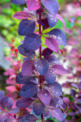 the branch of berberis ottawica with raindrops