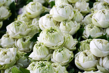 Petal folded white Lotus for sale