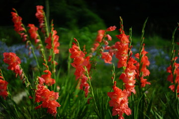 観音崎公園の花