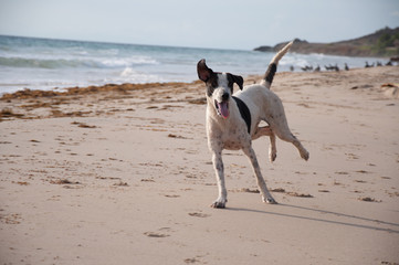 dog playing at the beach