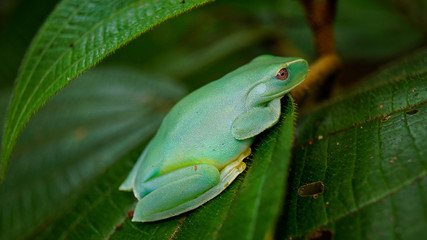 This is a small green frog found in the great forest of Tijuca, forest located in the middle of the great city of Rio de Janeiro, Brazil.