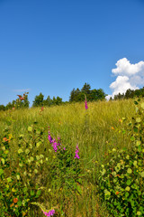 Blick Fichtelberg im Fichtelgebirge mit Natur und Wald