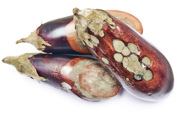 Rotten eggplant isolated on white background
