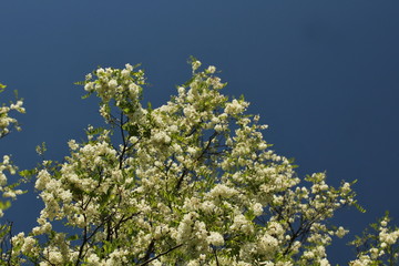 Robinia pseudacacia
