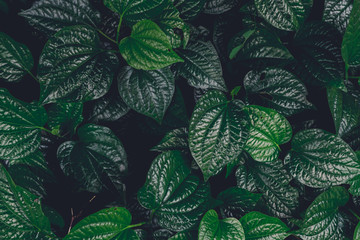 Green leafs nature background concept