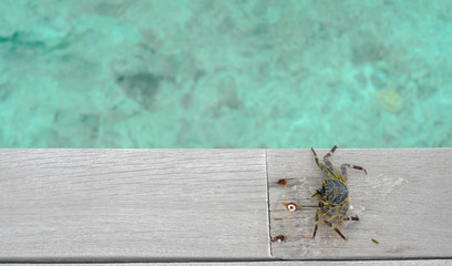 Summer concept , Small mini crab walk on terrace  beneath turquoise sea color at maldives on the weekend holidays