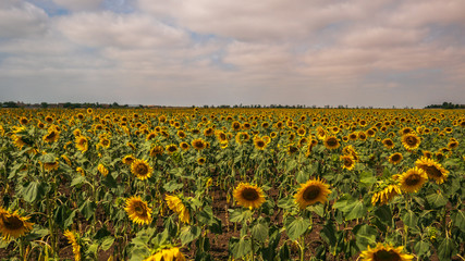 Obraz premium Sunflowers in the field