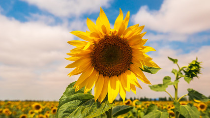 Sunflower in the field