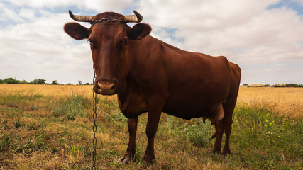 Cow in the pasture