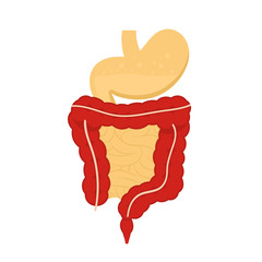 Human digestive system illustration. Digestive tract, stomach isolated on white background in flat style