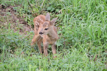 A young fawn in a meadow © E-lona