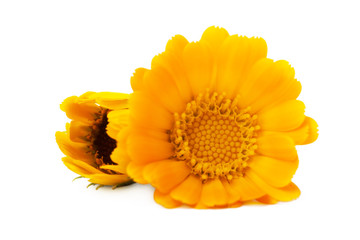  Flowers  Calendula (Calendula officinalis, garden marigold, English marigold) .  Medicinal herb. Selective focus