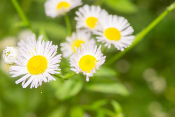 Obraz na płótnie Canvas daisy in a garden on a summer day