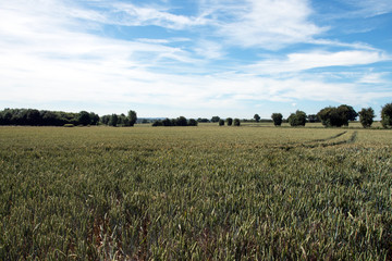 Crops growing under an English summer sky