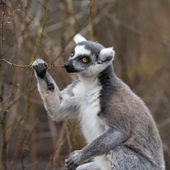 Adult lemur katta eats young tree branches in spring