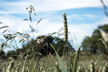 Ear of wheat and other grasses
