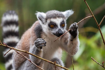 Adult lemur katta eats young tree branches