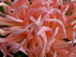 Macro blume, pink dahlie, wundersch&ouml;n, hintergrund