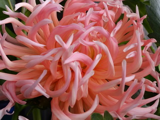 Macro blume, hintergrund, pink dahlie wundersch&ouml;n