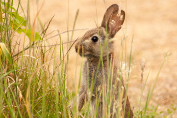 Wild rabbit
