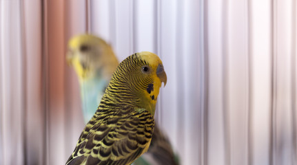Green budgies in birdcage. Home. Parrots. Funny Budgerigar.