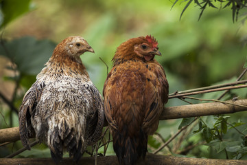 A two chicken standing on ground looking to camera 