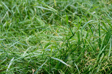 Green grass texture 