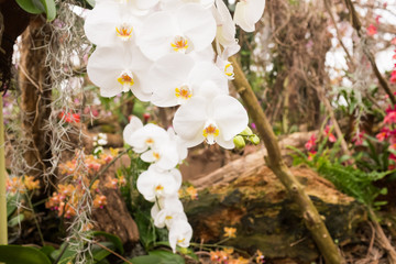 Different species of orchids in a tropical garden paradise. White Phalaenopsis in bloom, wood and...