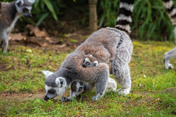 Adult lemur katta female with two cubs