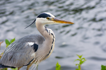 
Grey Heron