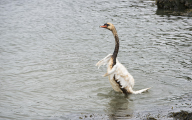 a swan with oil smeared wings